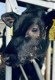 Фото афиши Экскурсия на молочную ферму «ЭкоНива»