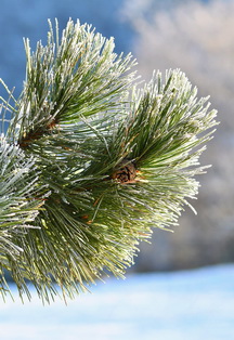 Постер Арт-детектив: загадка зимнего вечера в Чайковском