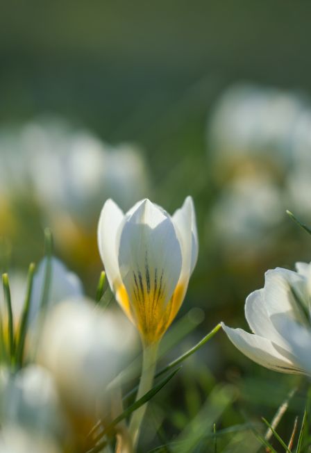 Весеннее настроение