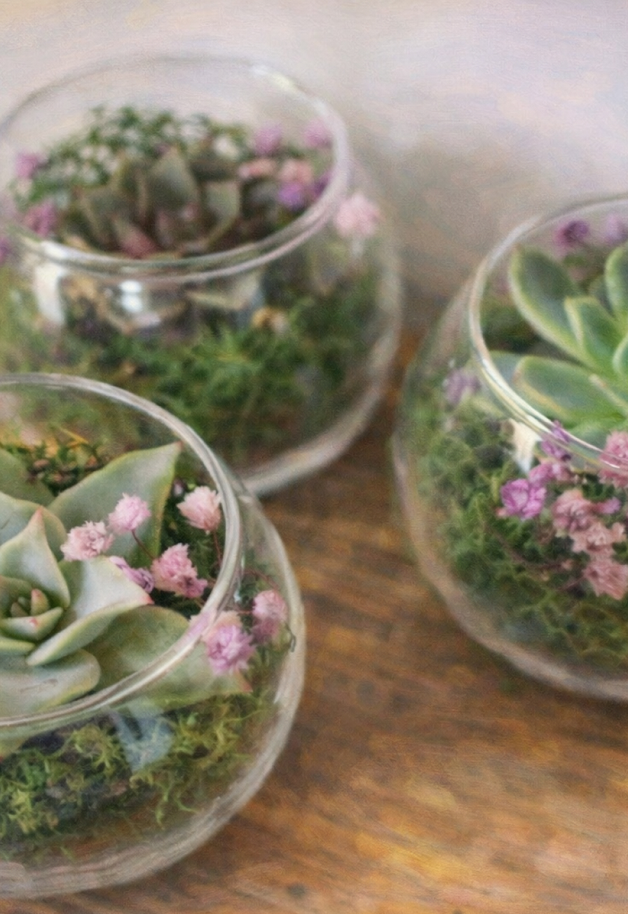 Мастер-класс «Создание живого флорариума»