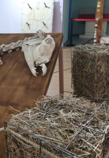 Постер события Выставка «Лошадь. Equus. Hippos».