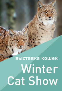 Выставка кошек «Winter Cat Show» Выставка кошек «Winter Cat Show»