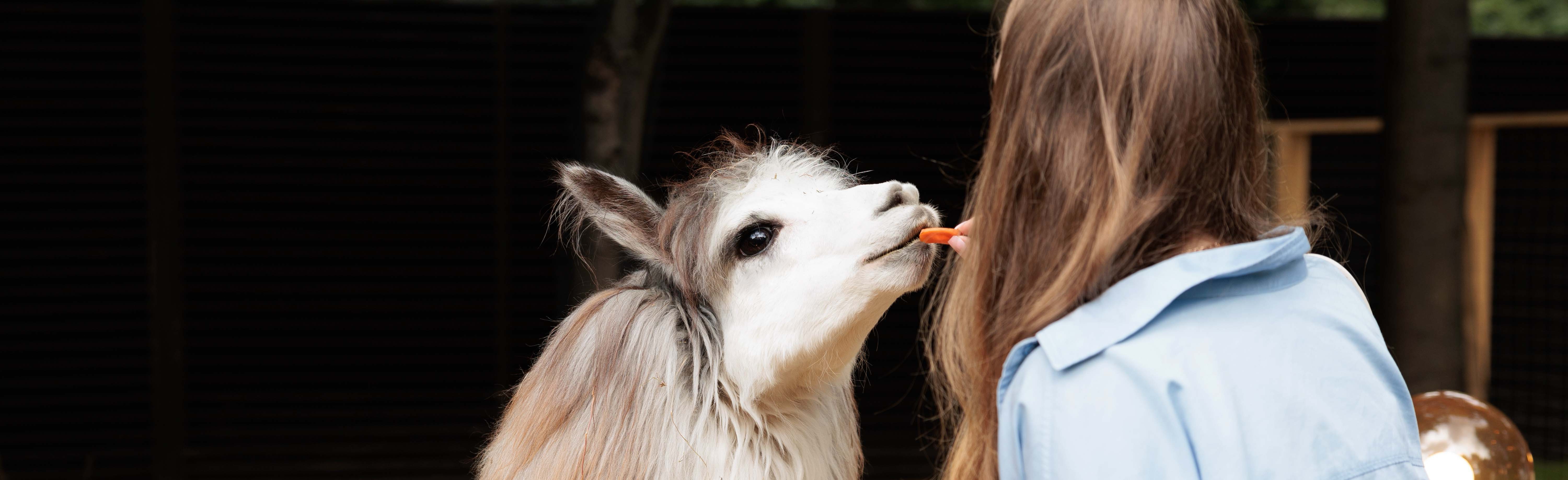 Постер Туры на Новый год из Москвы в Москве