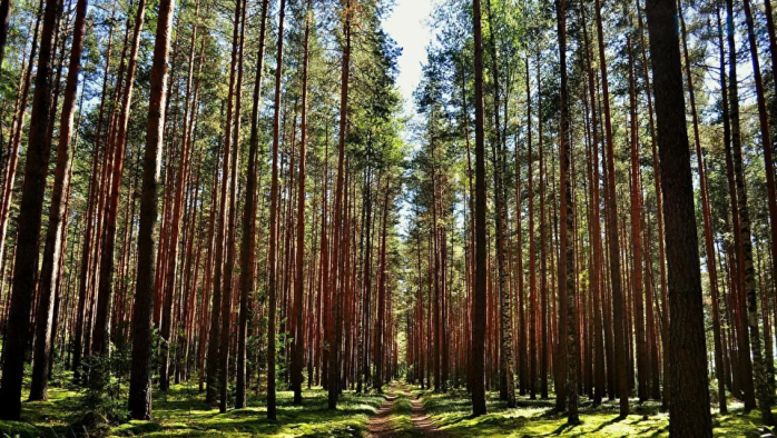 Фото афиши Сосновый лес.