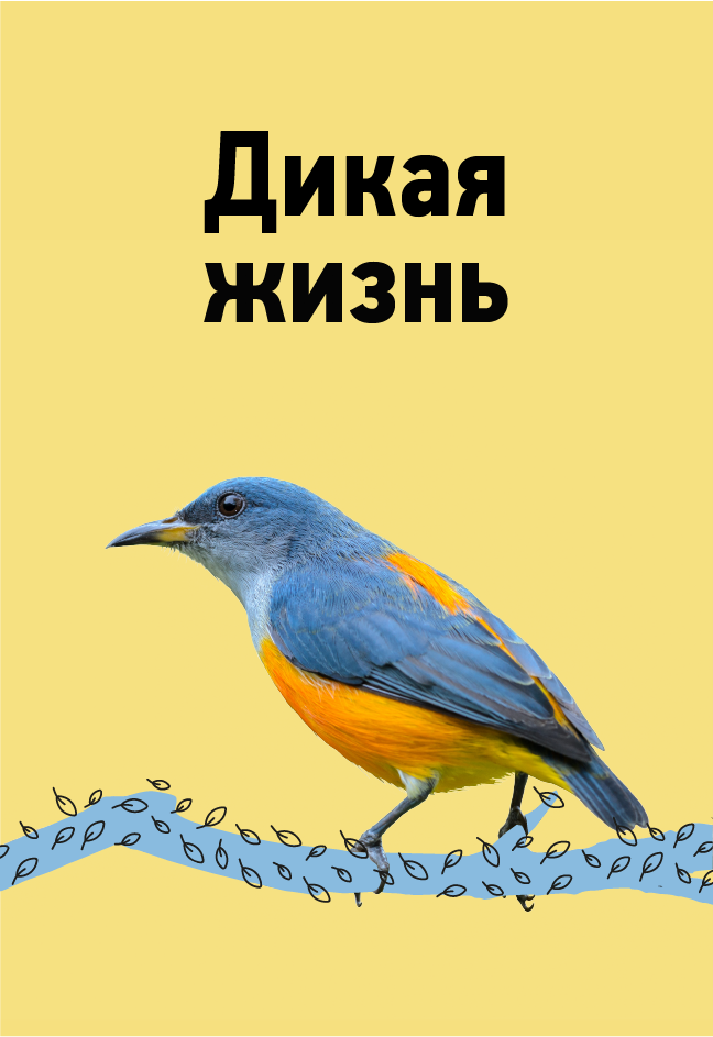 Дикая жизнь Дикая жизнь