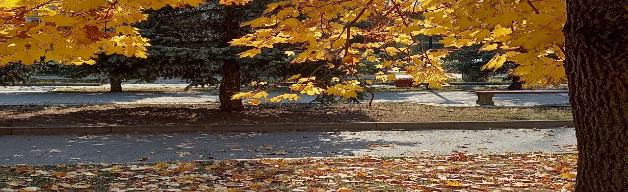 Здесь корни, здесь истоки. Краеведческая программа