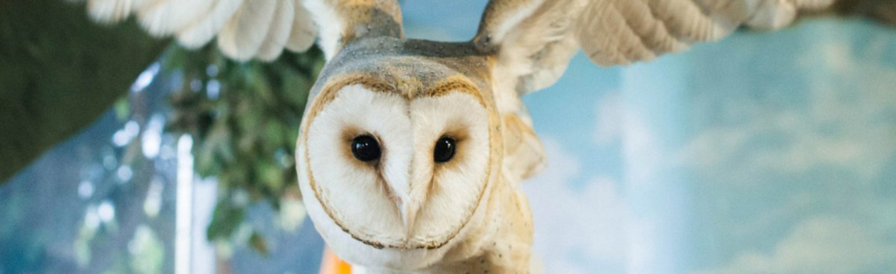 Зоопарк Рио