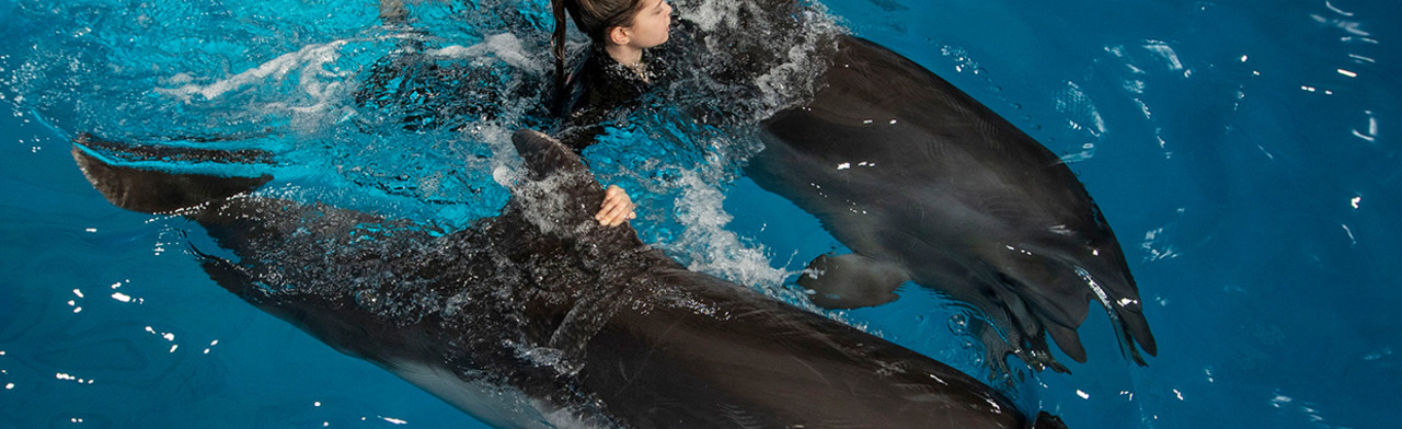 Плавание с дельфинами