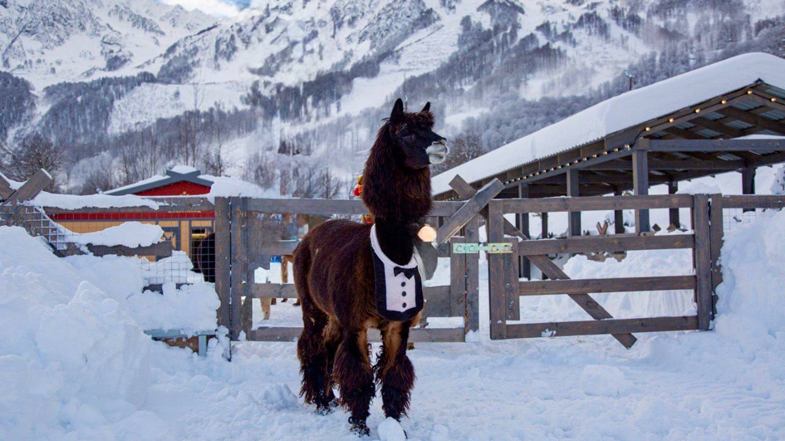 Постер Парк Альпак Пача Мама